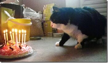 Kisti9 006